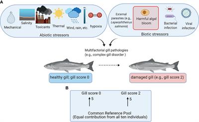 Gill and Liver Transcript Expression Changes Associated With Gill Damage in <mark class="highlighted">Atlantic Salmon (Salmo salar)</mark>